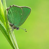 Green Hairstreak 5 OLYMPUS DIGITAL CAMERA